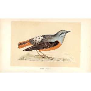  Rock Thrush British Birds 1St Ed Morris 1851