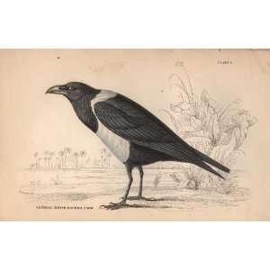   1840 Antique Print of the Senegal White Backed Crow