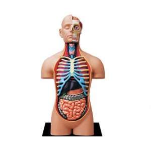  4D Vision Deluxe Human Anatomy Torso Model: Toys & Games
