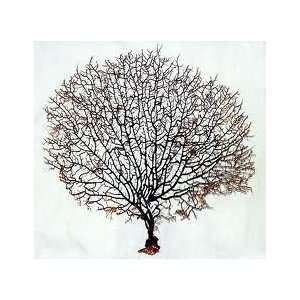  Natural Black Sea Fan Set of 2 Art Quality Approximatly 7 