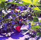 Strawberry Plants Ozark Beauty/Patio Strawberry
