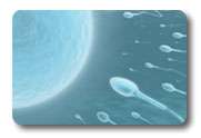 SpermCheck Fertility   Home Sperm Count Test for Men