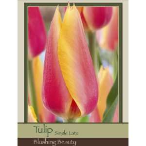  Honeyman Farms Tulip Single Late Blushing Beauty Pack of 