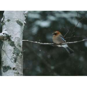  An Eurasian Jay Perched on the Limb of a Birch Tree 