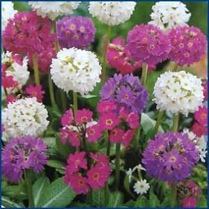  Ronsdorf Mix Primrose Perennial   8 Plants   Primula 