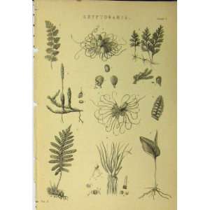  C1890 Cryptogamia Plants Roots Leaves Antique Print