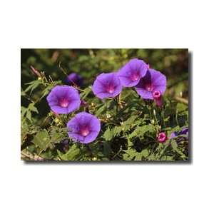 Morning Glory El Cielo Tamaulipas Mexico Giclee Print  