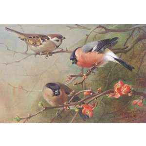     Archibald Thorburn   24 x 24 inches   Ree Sparrow And Bullfinches