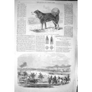   : 1856 DADDY ESQUIMAUX DOG SHIP ENTERPRISE KURRACHEE: Home & Kitchen