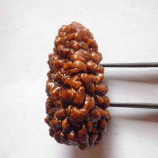 100% Natural 1 Mukhi Rudraksha of Collector Quality One of d Finest 