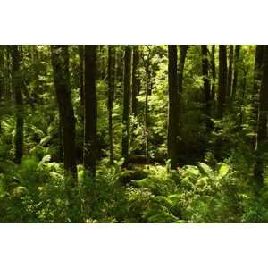  Otway Ranges Forest Wall Mural: Home Improvement