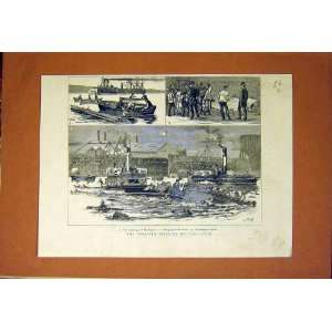  Disaster Clyde Daphne Capsize Bodies Old Print 1883: Home 