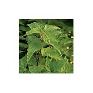  Stinging Nettle