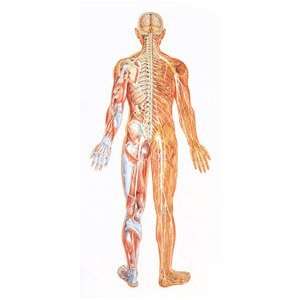  The Nervous System, Rear Chart: Health & Personal Care