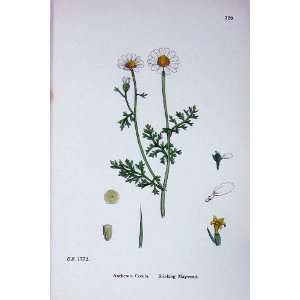  Stinking Mayweed Sowerby Plants C1902 Anthemis Cotula 