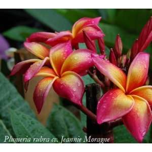   Moragne Jr Plumeria   Rare   Rooted Plant.: Patio, Lawn & Garden