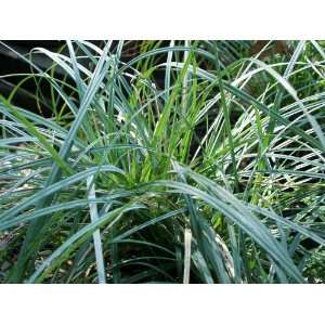  Blue Sedge (Carex glauca): Patio, Lawn & Garden