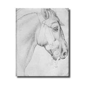  Head Of A Horse From The The Vallardi Album Giclee Print 