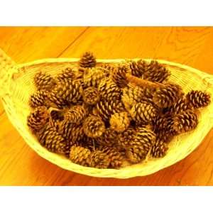   Minature pine cones from North Carolina Arts, Crafts & Sewing