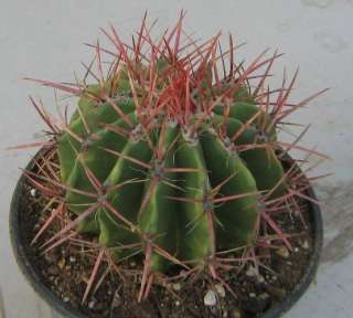 Globular Ferocactus pilosus Deep Red Spine cactus 2  