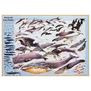 SciEd Whales and Dolphins Poster:  Industrial & Scientific