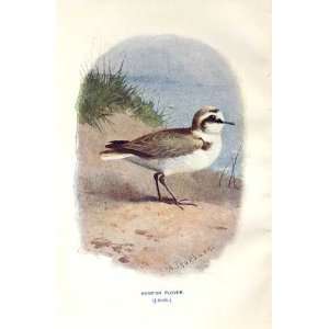  Kentish Plover By A Thorburn Wild Birds Print 1903