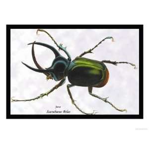 Beetle Scarabaeus Atlas of Java Giclee Poster Print by Sir William 