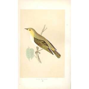  Wood Warbler British Birds 1St Ed Morris 1851