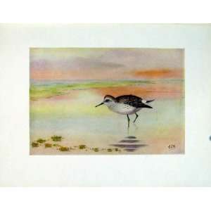  Color Bird Fine Art Bonapartes Sandpipe Old Print C1924 
