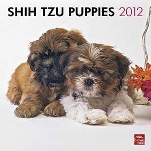  2012 Shih Tzu Puppies Calendar
