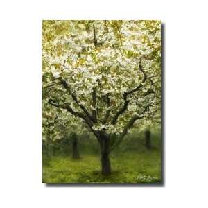 White Cherry Tree I Giclee Print 