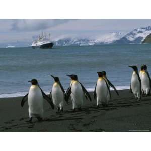 Penguins and Cruise Ship at Gold Harbor National Geographic Collection 