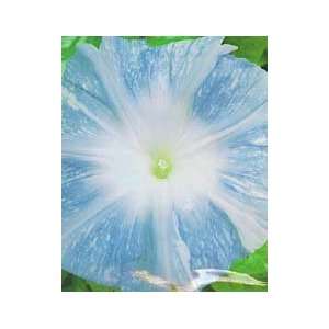  Mountain Stream Morning Glory Seed Pack: Patio, Lawn 