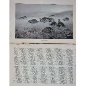   : 1904 Game Birds Partridges Hunting BailyS Magazine: Home & Kitchen