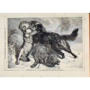  London Almanack Rescue From Wolf By Carter 1868 Print 