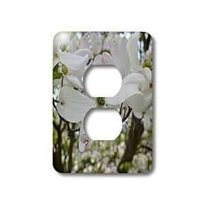  Patricia Sanders Flowers   Spring Blossoms Dogwood Flowers 