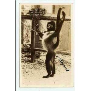  Reprint Spider monkey, Monkey Jungle