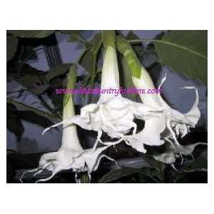  Brugmansia Bella Marie  Gallon Patio, Lawn & Garden