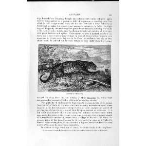  NATURAL HISTORY 1893 94 WILD ANIMAL LEOPARD INDIA