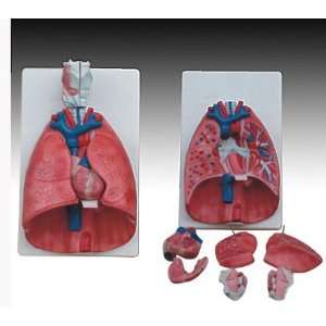  Model Anatomy Professional Medical Larynx Heart Lung IT 