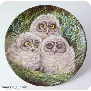  The Baby Owls Short eared Owl Chicks Twinney Plate