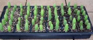 Trichocereus Bridgesii Seedlings, San Pedro 72 pack  