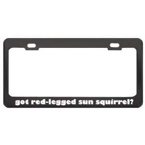 Red Legged Sun Squirrel? Animals Pets Black Metal License Plate Frame 