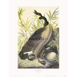  Canada Goose artist J.J. Audubon 23x30