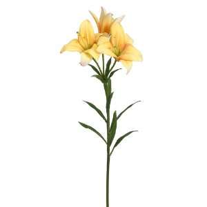  30 Asiatic Lily Spray Yellow (Pack of 12)