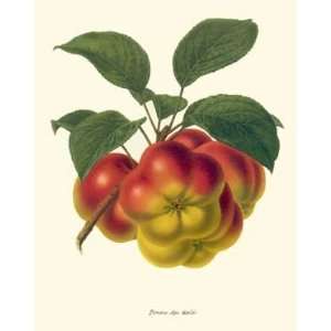  Botanical Fruit Print Apple Pomme Apietoile