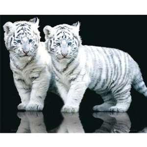  White Tiger Cubs Poster 16 X 20