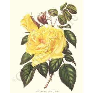 Botanical Yellow Rose Print: Rose (Noisette) Bouquet dOr:  