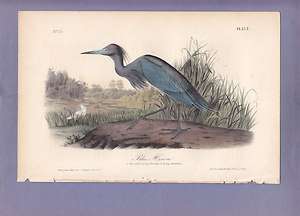 Rare Audubon Birds Of America Print 1st Ed 1840: BLUE HERON 372  