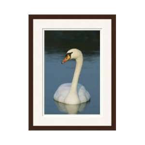  Mute Swan Framed Giclee Print